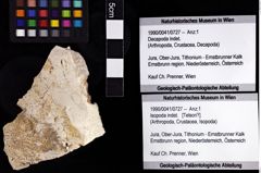 Foto (Objket + Etiketten) von Isopoda indet. 